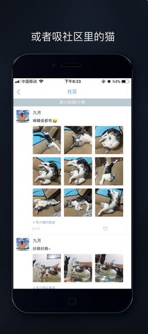 吸猫-图1