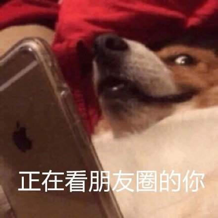 单身狗表情包