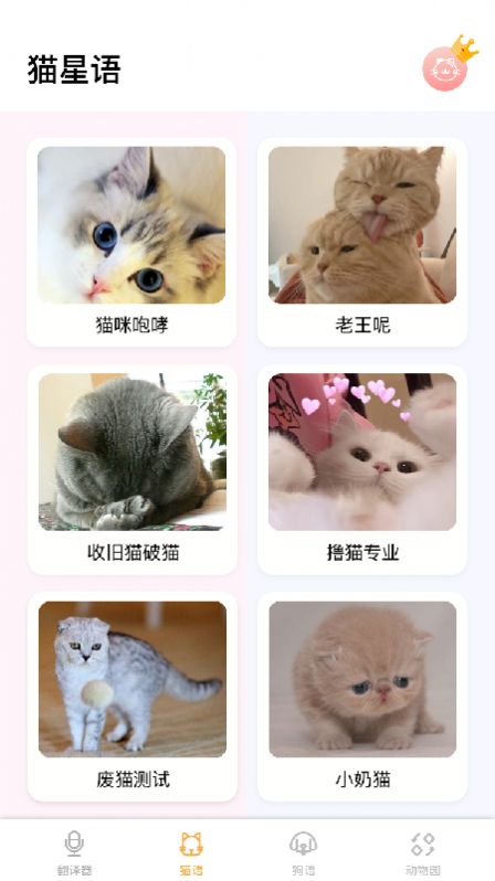 猫语翻译大师-图2