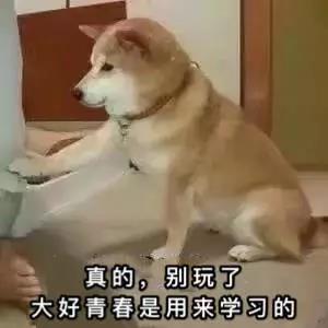 小狗努力表情包