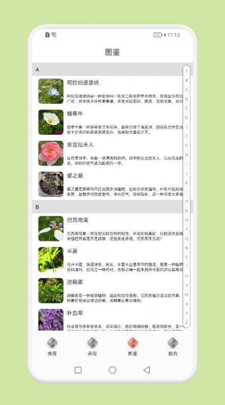 植物识别百科-图3