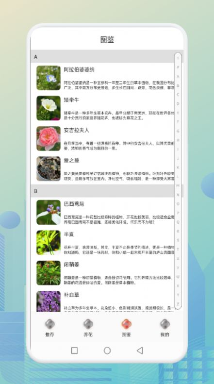 花优-图3