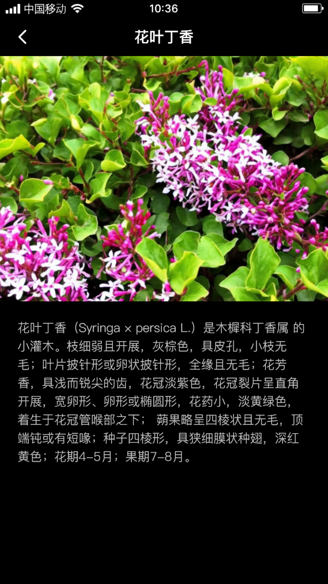 丁香花瓣-图3