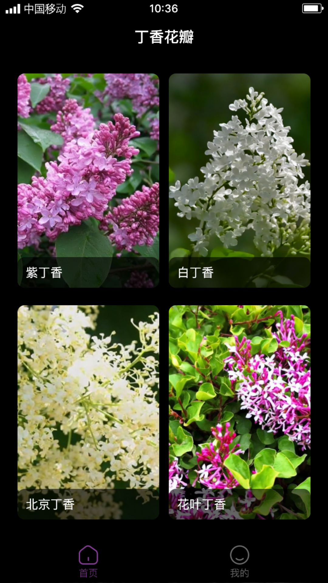 丁香花瓣.jpg