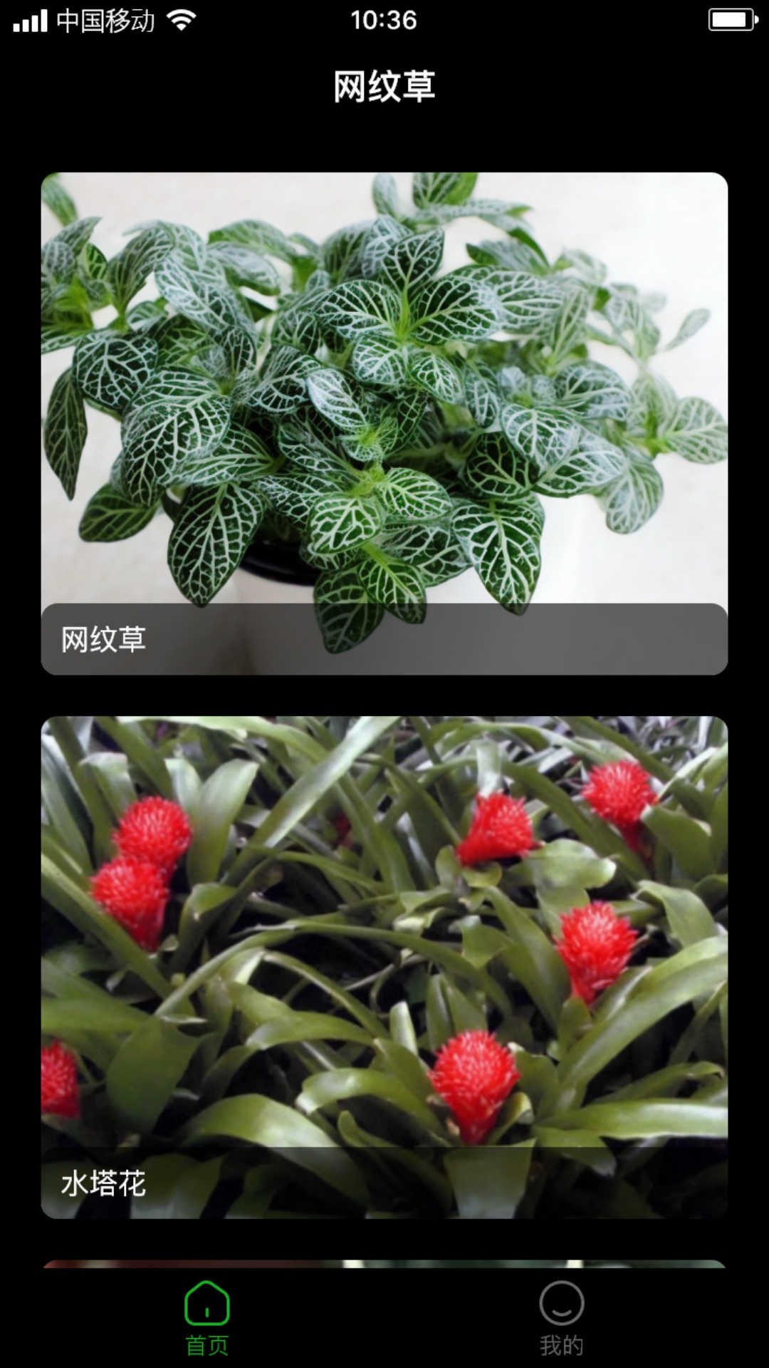网纹草-图2