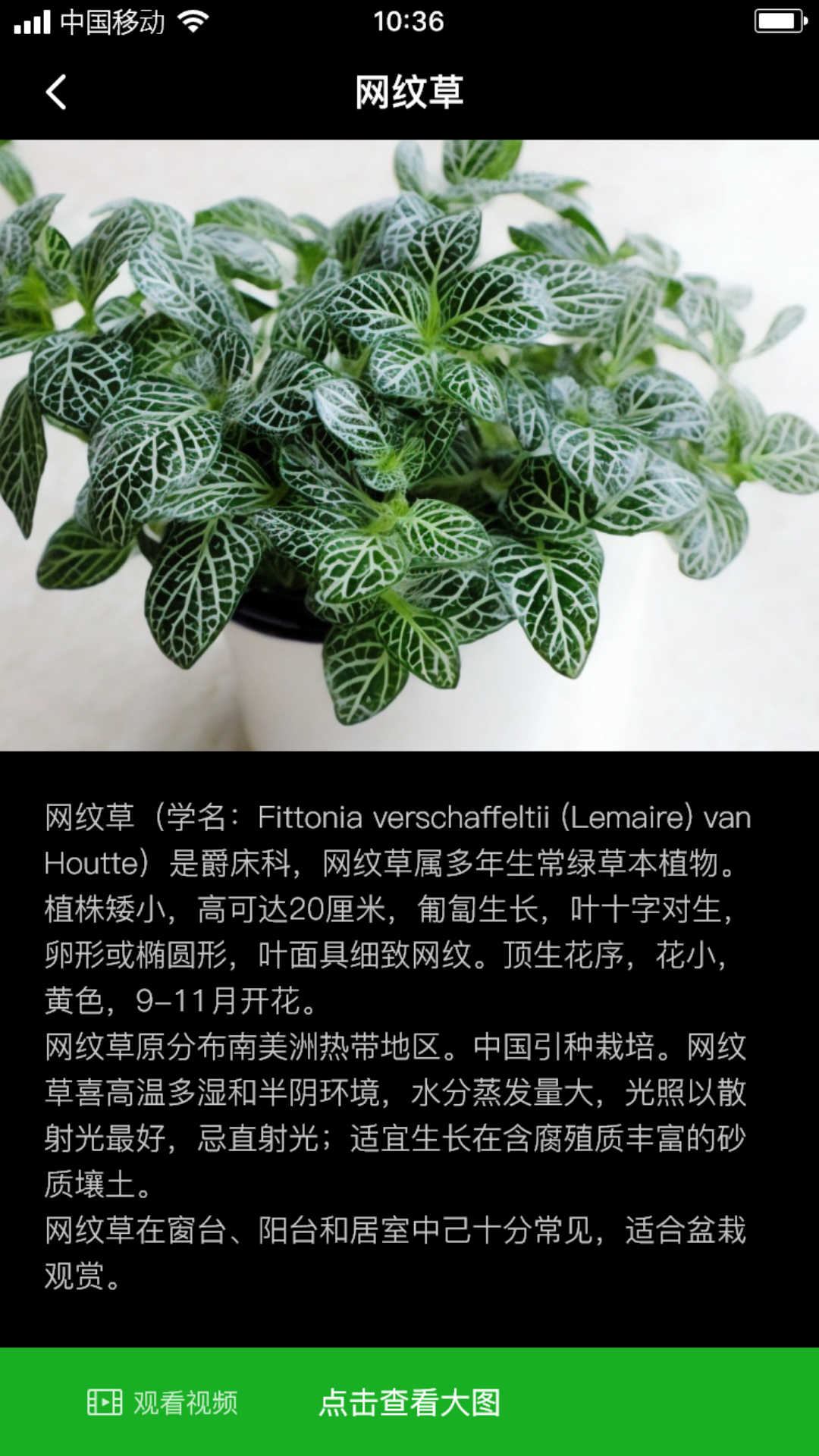 网纹草-图3